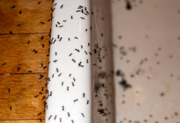 Insect Control in Hastings, NE